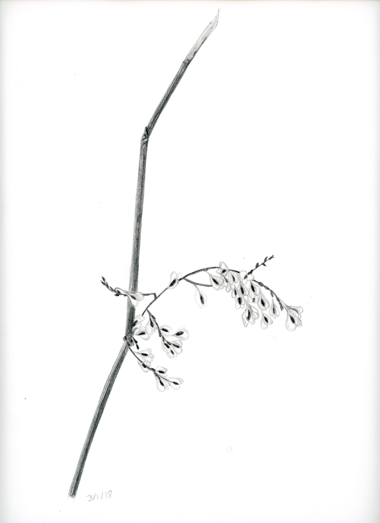 030318 Japanese Knotweed seeds_cc_sm