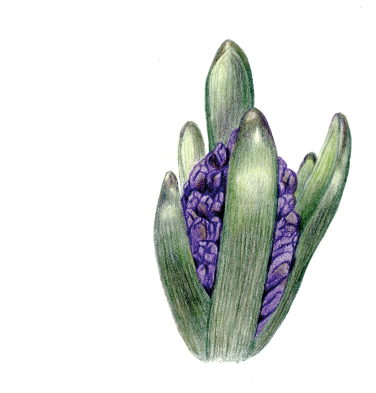032518 Blue Hyacinth_cc