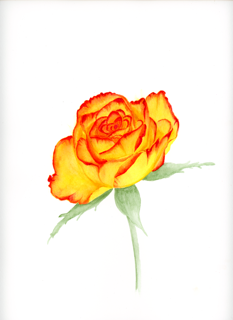 072818 Rose_sm